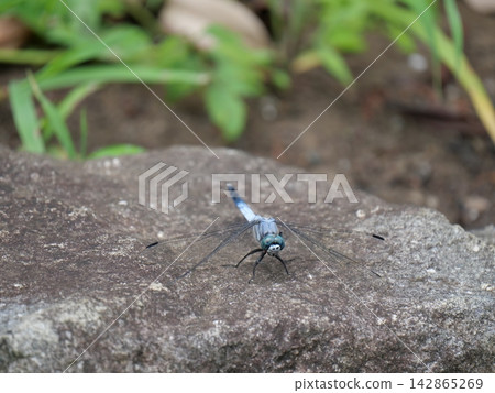 A common skimmer dragonfly perched on a rock. A common skimmer dragonfly perched on a rock. 142865269