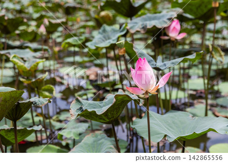 A pink lotus blossom rises above large lily pads in a quiet pond A pink lotus blossom rises above large lily pads in a quiet pond 142865556