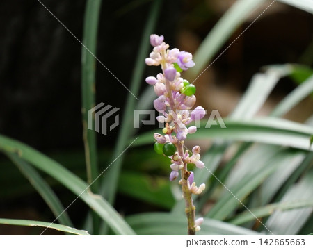 A close-up of the liriope flower cluster. A close-up of the liriope flower cluster. 142865663
