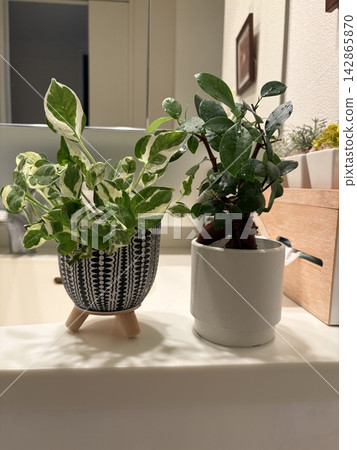 浴室檯面上擺放著綠色植物。 142865870