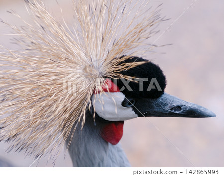 Crowned crane with prominent feathers on head Crowned crane with prominent feathers on head 142865993