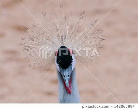 Crested crane displaying distinctive plumage Crested crane displaying distinctive plumage 142865994