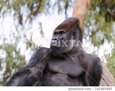 Gorilla sitting calmly in natural habitat 142865995