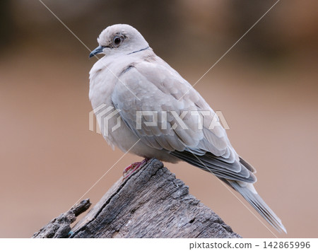Pigeon perched on a log 142865996