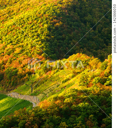 aerial view of a forest on a hill 142866050