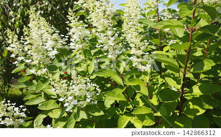 Beautiful white panicle hydrangea flowers blooming on green bush. Natural hydrangea paniculata shrub with textured leaves in summer garden. Detailed botanical photography of healthy flowering plant. Beautiful white panicle hydrangea flowers blooming on green bush. Natural hydrangea paniculata shrub with textured leaves in summer garden. Detailed botanical photography of healthy flowering plant. 142866312