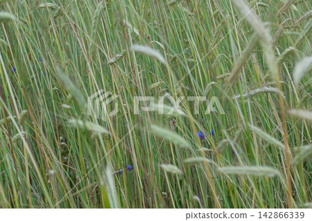 Tall grass with blue wildflowers 142866339