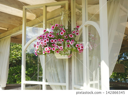 Hanging flower basket by sunny window terrace. Cozy biophilic interior design slow living concept. Aesthetic remote workspace veranda background with pink calibrachoa. 142866345