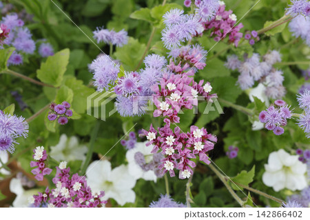 Blue ageratum houstonianum flowers blooming with pink statice. Fresh flossflower plant close up top view. Backyard floral background. Blue ageratum houstonianum flowers blooming with pink statice. Fresh flossflower plant close up top view. Backyard floral background. 142866402