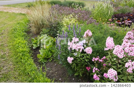 Blooming perennial garden border with pink phlox and purple agastache flowers. Lush summer backyard landscaping features decorative grasses and vibrant flowerbed in natural daylight. Blooming perennial garden border with pink phlox and purple agastache flowers. Lush summer backyard landscaping features decorative grasses and vibrant flowerbed in natural daylight. 142866403