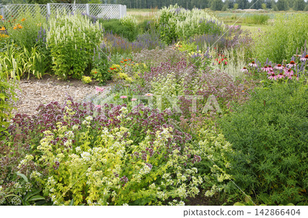 Beautiful perennial garden path with blooming oregano plants and zinnia flowers. Lush summer backyard landscaping features organic bark mulch walkway and mix of vibrant botanical flora. 142866404