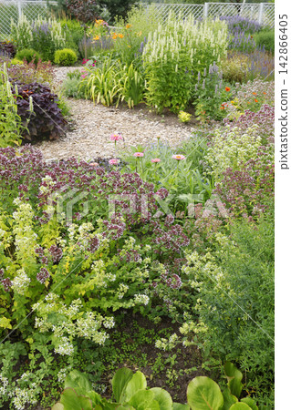 Beautiful perennial garden path with blooming oregano plants and zinnia flowers. Lush summer backyard landscaping features organic bark mulch walkway and mix of vibrant botanical flora. Beautiful perennial garden path with blooming oregano plants and zinnia flowers. Lush summer backyard landscaping features organic bark mulch walkway and mix of vibrant botanical flora. 142866405