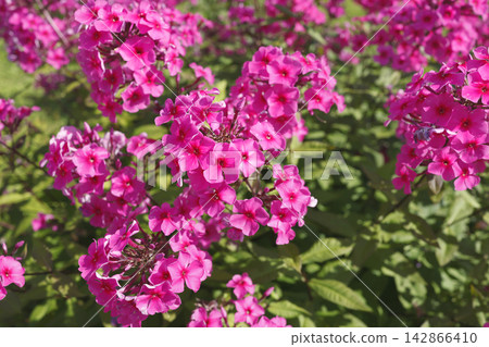 Vibrant pink phlox paniculata flowers blooming in sunny garden. Beautiful summer blossoms growing on lush green bush background in bright light. Elegant botanical floral details. Vibrant pink phlox paniculata flowers blooming in sunny garden. Beautiful summer blossoms growing on lush green bush background in bright light. Elegant botanical floral details. 142866410
