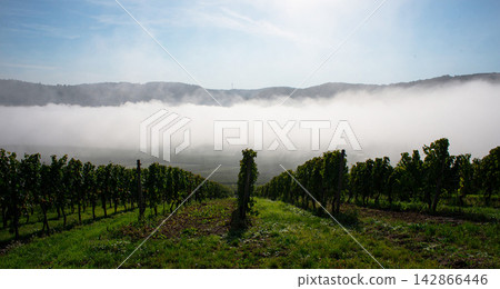 fog over the forest 142866446