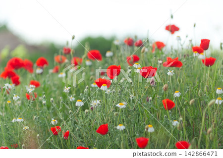 Field of red poppies and daisies Field of red poppies and daisies 142866471