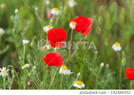 Red poppies and daisies in field Red poppies and daisies in field 142866502