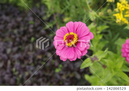 Blooming pink zinnia flower in summer cottage garden. Beautiful colorful blossom field with yellow wildflowers and green nature background. Organic botanical backyard environment for ecology lifestyle Blooming pink zinnia flower in summer cottage garden. Beautiful colorful blossom field with yellow wildflowers and green nature background. Organic botanical backyard environment for ecology lifestyle 142866529