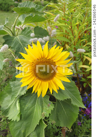 Bright yellow sunflower blooming in backyard garden. Fresh helianthus annuus flower close up view. Decorative outdoor summer scenery. 142866546