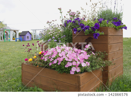Blooming surfinia petunia flowers inside multi level wooden planter. Beautiful summer backyard garden decoration with colorful blossoms. Decorative tiered plant container view. Blooming surfinia petunia flowers inside multi level wooden planter. Beautiful summer backyard garden decoration with colorful blossoms. Decorative tiered plant container view. 142866576
