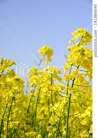 春天,長池休閒森林公園開滿了油菜花(新潟縣台內市)。 春天,長池休閒森林公園開滿了油菜花(新潟縣台內市)。 142866640