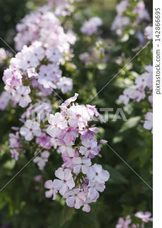 Pink phlox paniculata flowers cottagecore trend. Beautiful blooming pastel garden phlox blossoms in lush summer backyard with soft focus bokeh foliage background cinematic vlog view. Pink phlox paniculata flowers cottagecore trend. Beautiful blooming pastel garden phlox blossoms in lush summer backyard with soft focus bokeh foliage background cinematic vlog view. 142866695