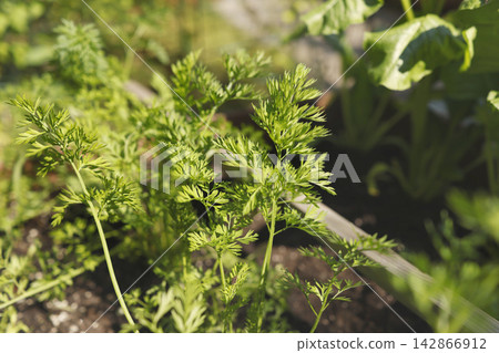Vibrant green carrot tops growing inside wooden raised garden bed. Hyperlocal backyard farming trend emphasizes plant based diet clean homegrown food production organic agriculture and zero waste aest Vibrant green carrot tops growing inside wooden raised garden bed. Hyperlocal backyard farming trend emphasizes plant based diet clean homegrown food production organic agriculture and zero waste aest 142866912
