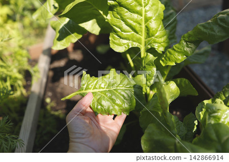 Checking organic green swiss chard leaf quality in wooden raised bed. Hyperlocal backyard farming trend showcases female hand inspecting homegrown mangold crop zero food miles and plant based wellness Checking organic green swiss chard leaf quality in wooden raised bed. Hyperlocal backyard farming trend showcases female hand inspecting homegrown mangold crop zero food miles and plant based wellness 142866914