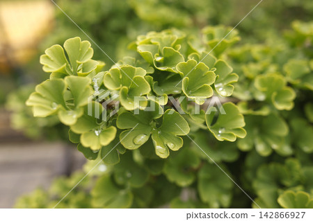 Vibrant green ginkgo biloba leaves covered in shiny water drops after summer rain. Abstract natural foliage texture background for environmental conservation or organic eco product design. Vibrant green ginkgo biloba leaves covered in shiny water drops after summer rain. Abstract natural foliage texture background for environmental conservation or organic eco product design. 142866927
