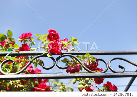 Red climbing roses blooming on black forged metal fence arch against clear blue sky. Aesthetic summer gardening background with vibrant magenta flowers copy space banner format. Romantic cottagecore s Red climbing roses blooming on black forged metal fence arch against clear blue sky. Aesthetic summer gardening background with vibrant magenta flowers copy space banner format. Romantic cottagecore s 142867013