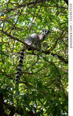 Ring-tailed lemur perched on tree branch among green leaves 142867039