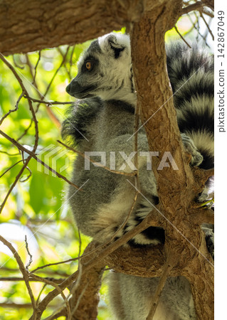 Ring-tailed lemur clinging to tree trunk in dappled sunlight Ring-tailed lemur clinging to tree trunk in dappled sunlight 142867049