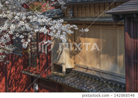 金澤市與江町：傳統町屋與櫻花 142868546