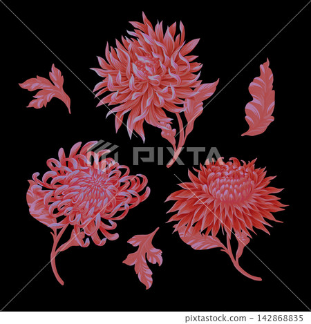 Chrysanthemum and leaves isolated. Vector Chrysanthemum and leaves isolated. Vector 142868835