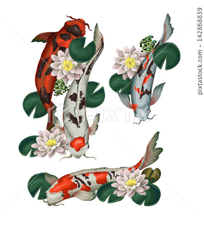 Koi fishes and lotus isolated. Vector. Koi fishes and lotus isolated. Vector. 142868839