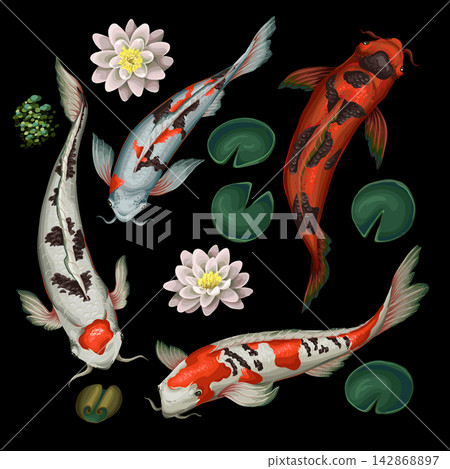 Koi fishes and lotus isolated. Vector. 142868897