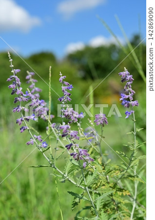Russian sage (Lamiaceae family), Probuschia genus Russian sage (Lamiaceae family), Probuschia genus 142869090