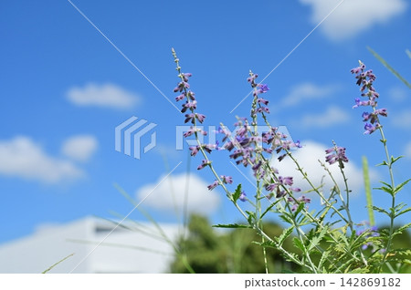 Russian sage (Lamiaceae family), Probuschia genus Russian sage (Lamiaceae family), Probuschia genus 142869182