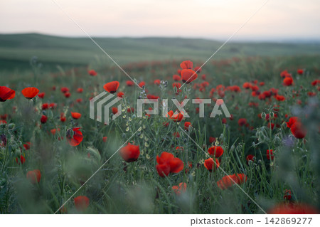 Close-Up Red Poppies in Golden Hour with Dreamy Artistic Bokeh, Cinematic Spring Nature. Vintage Helios lens. Close-Up Red Poppies in Golden Hour with Dreamy Artistic Bokeh, Cinematic Spring Nature. Vintage Helios lens. 142869277