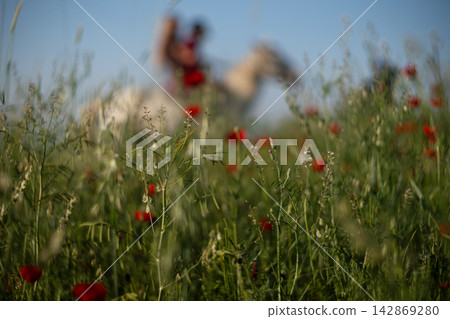 Red poppy meadow at golden hour with horse rider in soft focus, peaceful countryside scene. Red poppy meadow at golden hour with horse rider in soft focus, peaceful countryside scene. 142869280