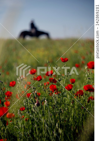 Red poppy meadow at golden hour with horse rider in soft focus, peaceful countryside scene. Red poppy meadow at golden hour with horse rider in soft focus, peaceful countryside scene. 142869281