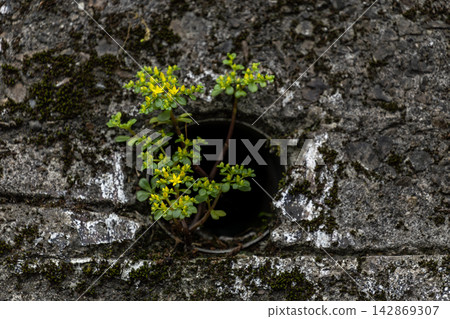 Green plants in the cracks of the stone wall Green plants in the cracks of the stone wall 142869307