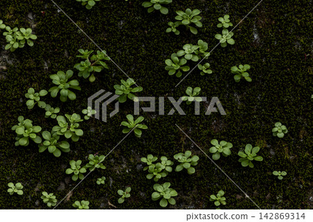 石牆縫隙中的綠色植物 石牆縫隙中的綠色植物 142869314