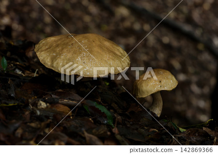 Yamadoritake moodki Yamadoritake moodki 142869366