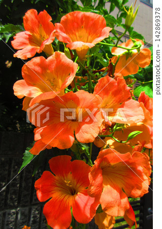 一片美麗的橘色凌霄花盛開的景象。 142869378