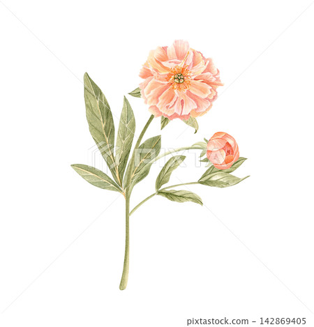Peony flower with stem and buds in soft tones watercolor illustration isolated on white. Hand-painted perfect for wedding invitations, branding, packaging, fabric design cards. Coral charm color 142869405