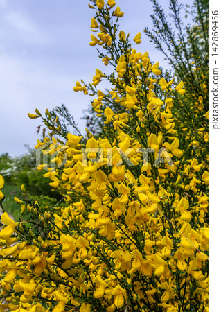 Bright yellow blooms of Cytisus scoparius flourish in a lush garden setting during springtime 142869456