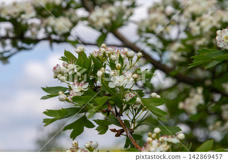 Common hawthorn in bloom with fragrant white flowers and lush green leaves during a sunny spring day in a thriving natural habitat Common hawthorn in bloom with fragrant white flowers and lush green leaves during a sunny spring day in a thriving natural habitat 142869457