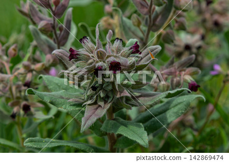 Brown Gromwell blooming with deep purple flowers surrounded by vibrant green foliage in a natural habitat Brown Gromwell blooming with deep purple flowers surrounded by vibrant green foliage in a natural habitat 142869474