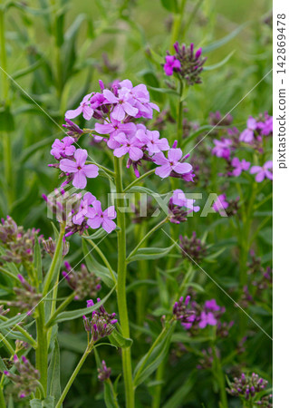 Blooming Hesperis matronalis showcases lilac-pink flowers in a vibrant garden setting during the spring season Blooming Hesperis matronalis showcases lilac-pink flowers in a vibrant garden setting during the spring season 142869478