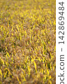 Harvesting rice 142869484